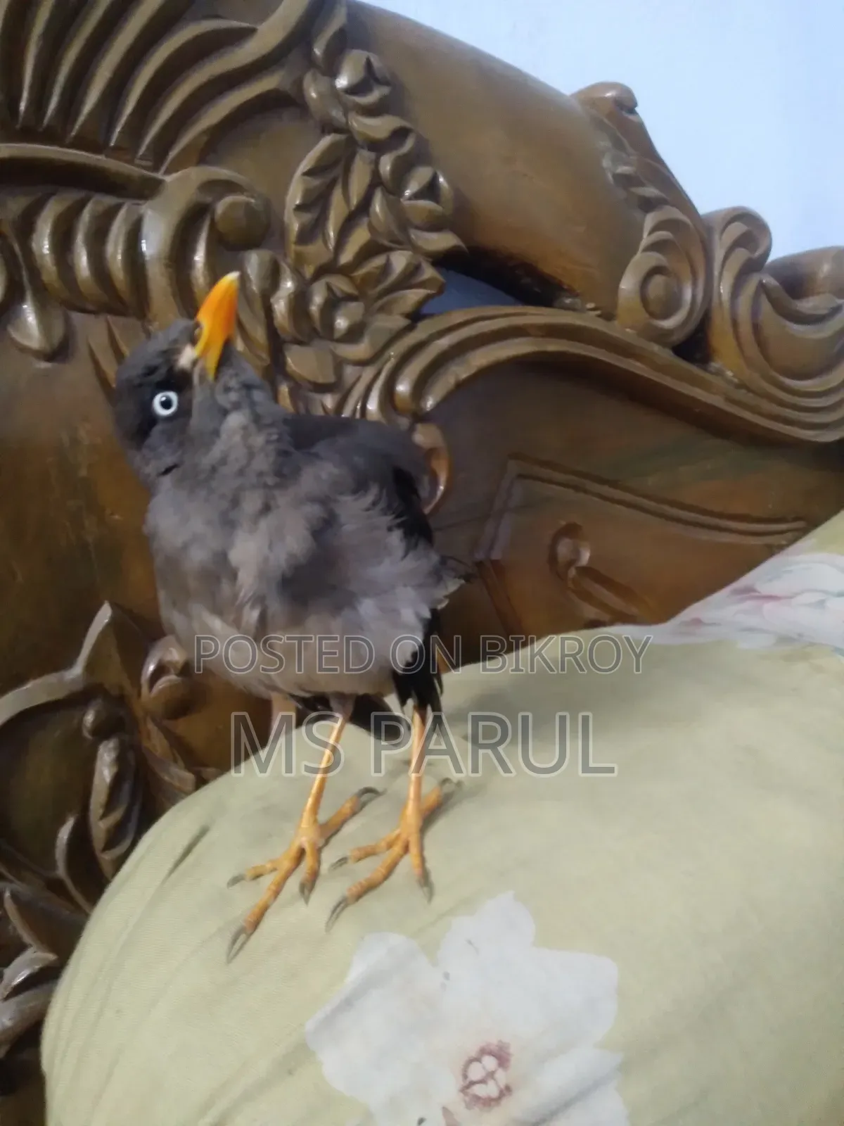 জুটি শালিক