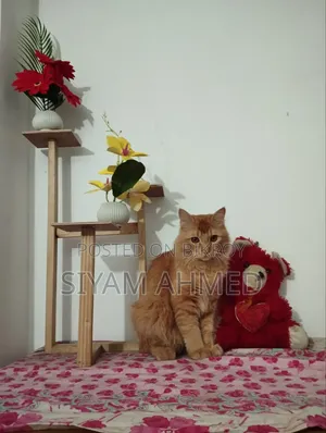 1+ year Male Mixed Breed Persian