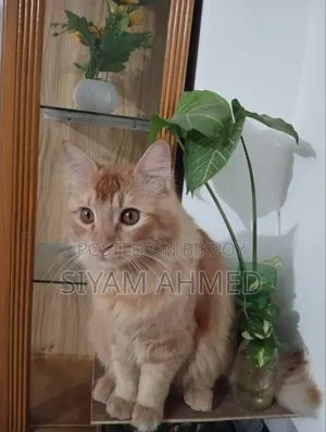 ১+ বছরের পুরুষ মিশ্র জাতের পার্সিয়ান
