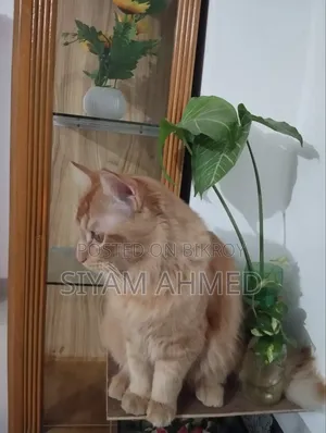 ১+ বছরের পুরুষ মিশ্র জাতের পার্সিয়ান