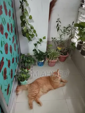 ১+ বছরের পুরুষ মিশ্র জাতের পার্সিয়ান