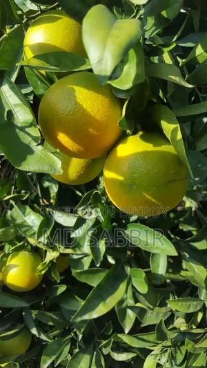 মাল্টা (Orange)