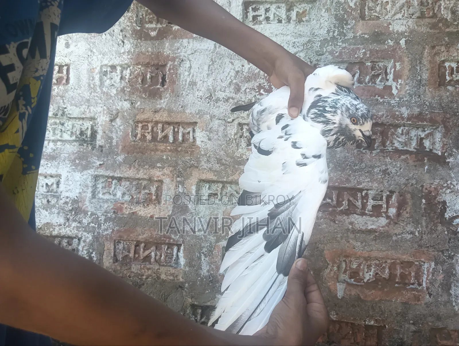Giribaj male pigeon will be sold