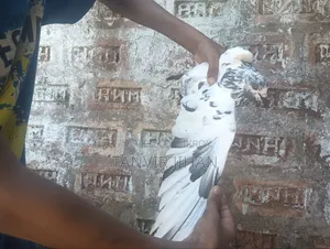 Giribaj male pigeon will be sold
