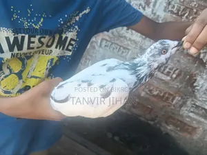 Giribaj male pigeon will be sold