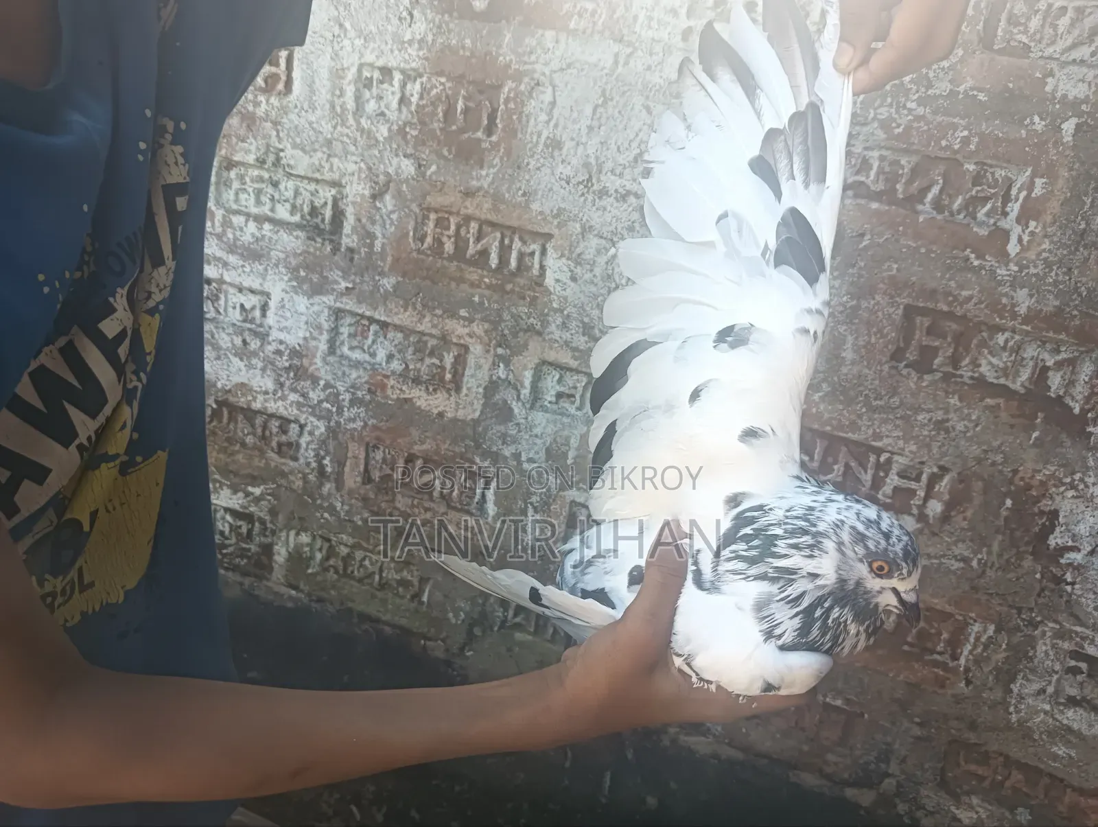 Giribaj male pigeon will be sold