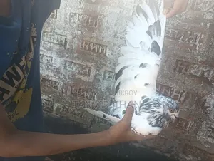 Giribaj male pigeon will be sold
