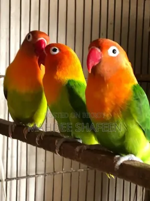 লাভবার্ড ব্রিডিং জোড়া জরুরি বিক্রি
