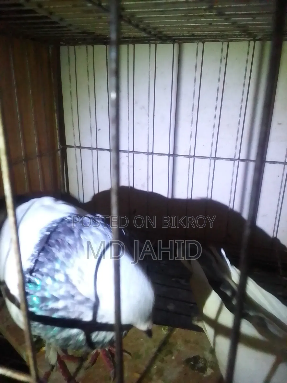 A Green-Neck Male Pigeon for Sale