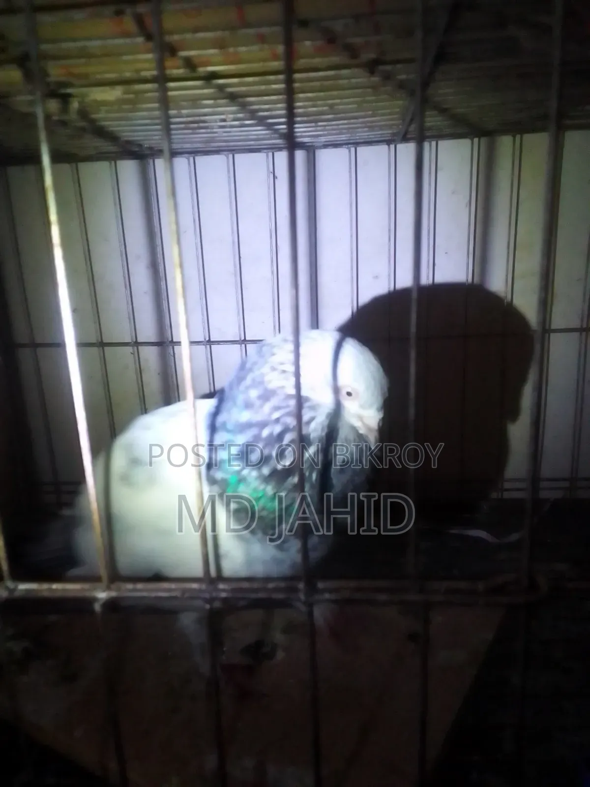 A Green-Neck Male Pigeon for Sale