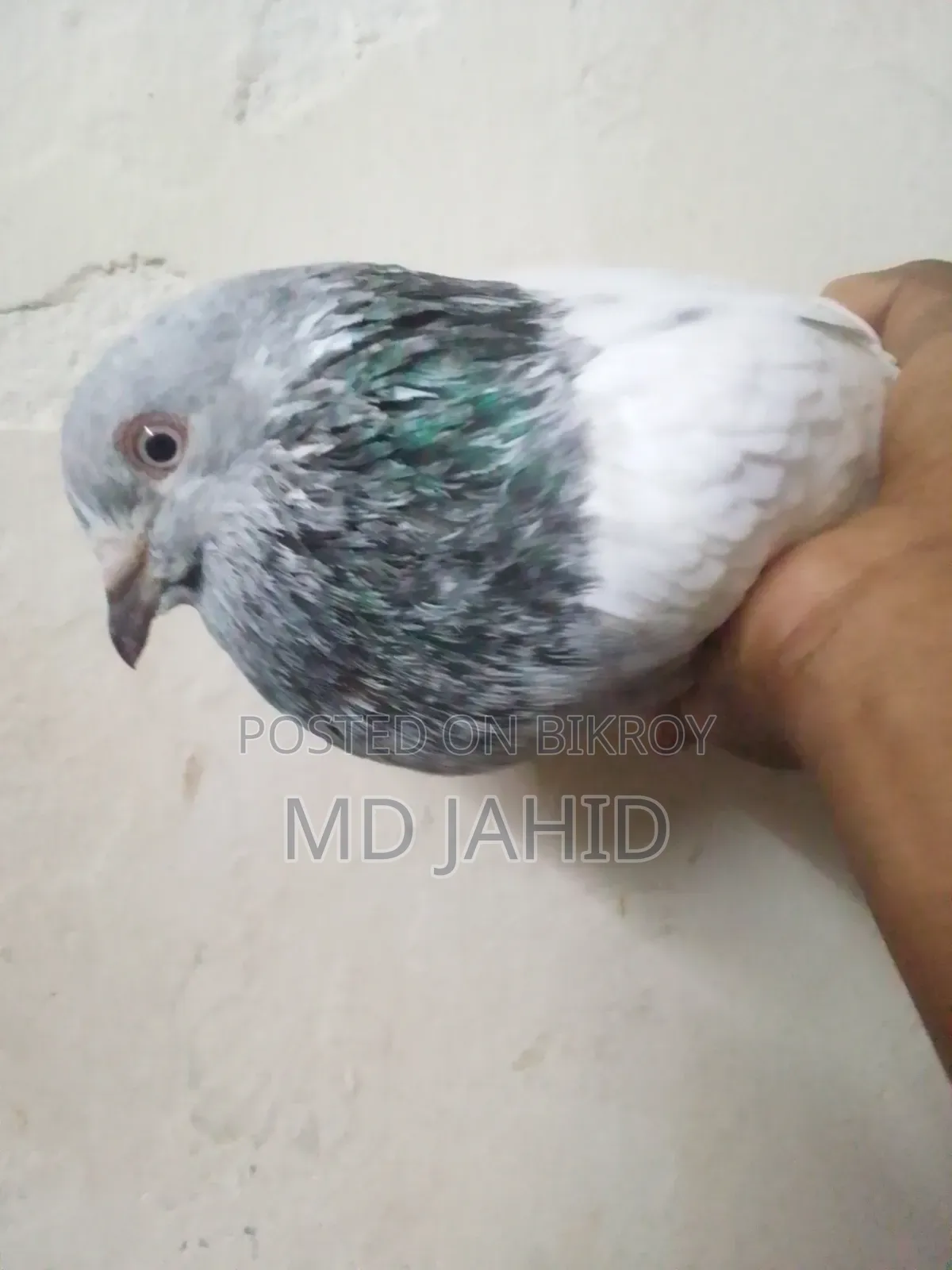 A Green-Neck Male Pigeon for Sale