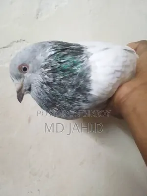 A Green-Neck Male Pigeon for Sale