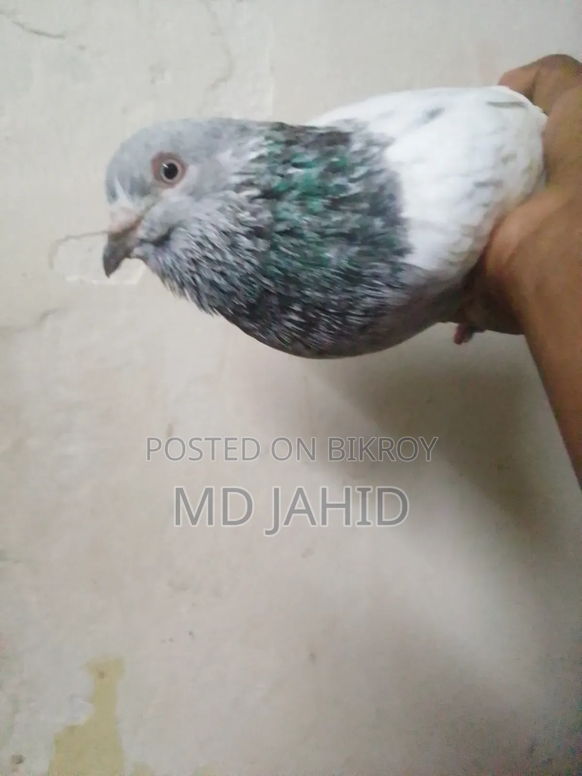 A Green-Neck Male Pigeon for Sale