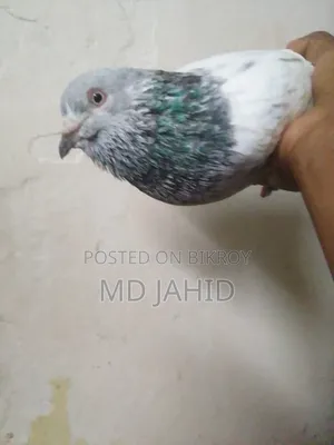 A Green-Neck Male Pigeon for Sale
