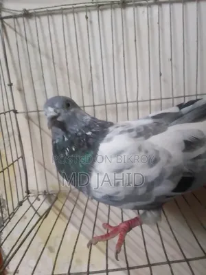 A green-throated 8-day-old chick will be sold