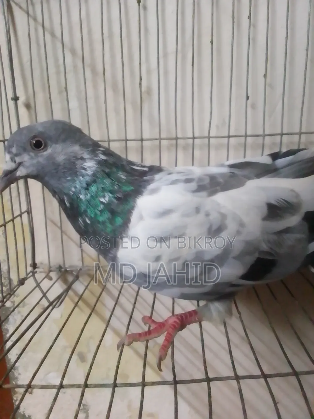 A green-throated 8-day-old chick will be sold