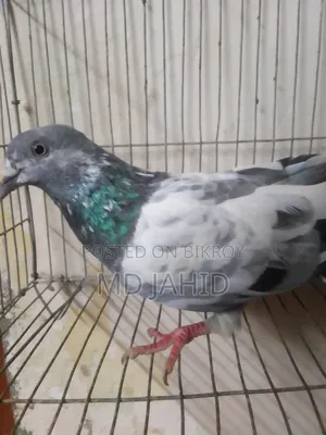 A green-throated 8-day-old chick will be sold