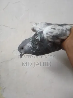 A green-throated 8-day-old chick will be sold