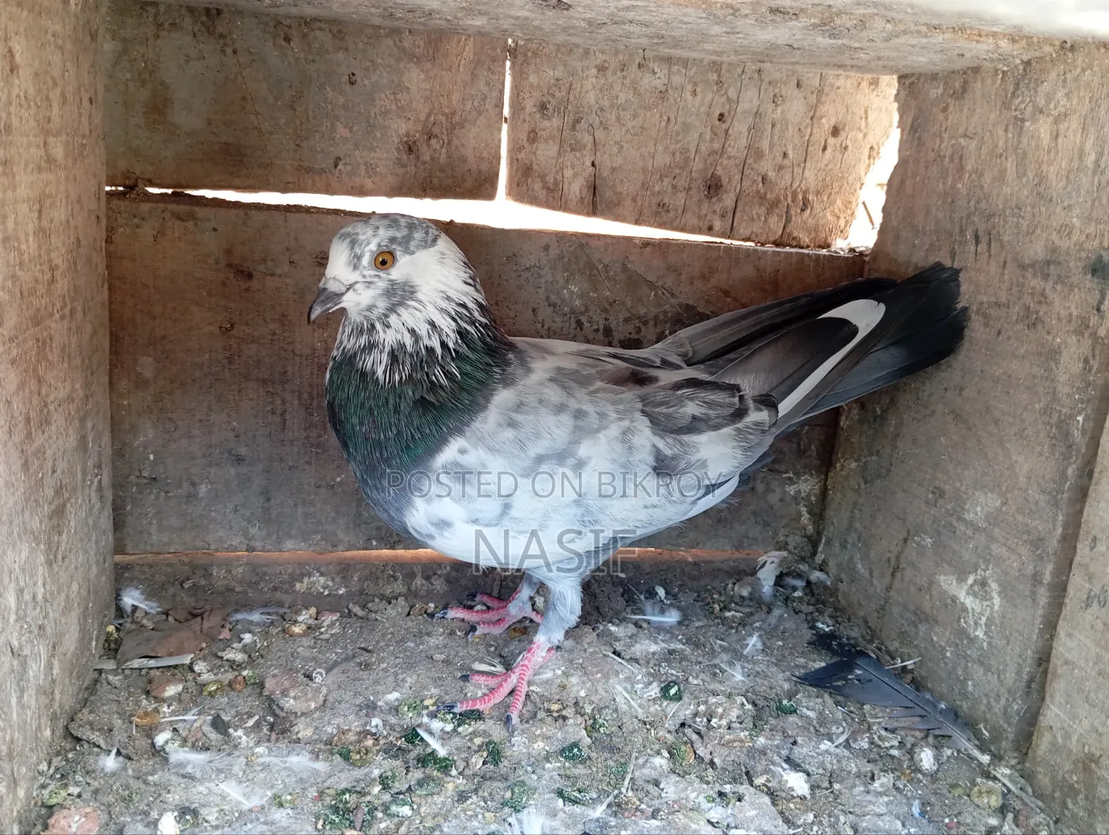 Captured Fancy Pigeon