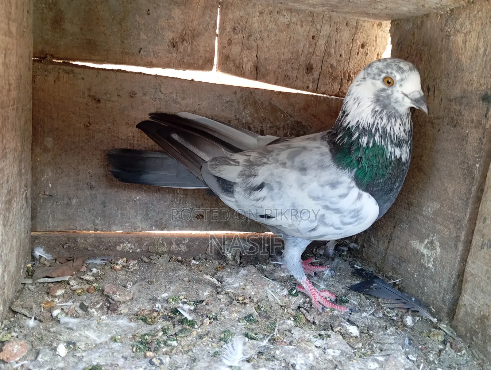 Captured Fancy Pigeon