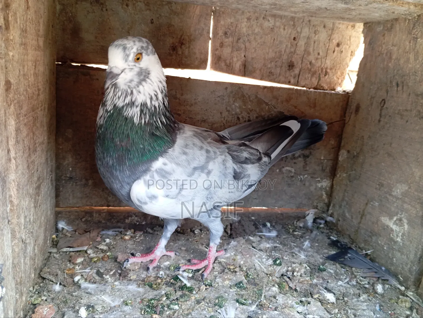 Captured Fancy Pigeon