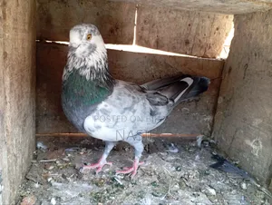 Captured Fancy Pigeon