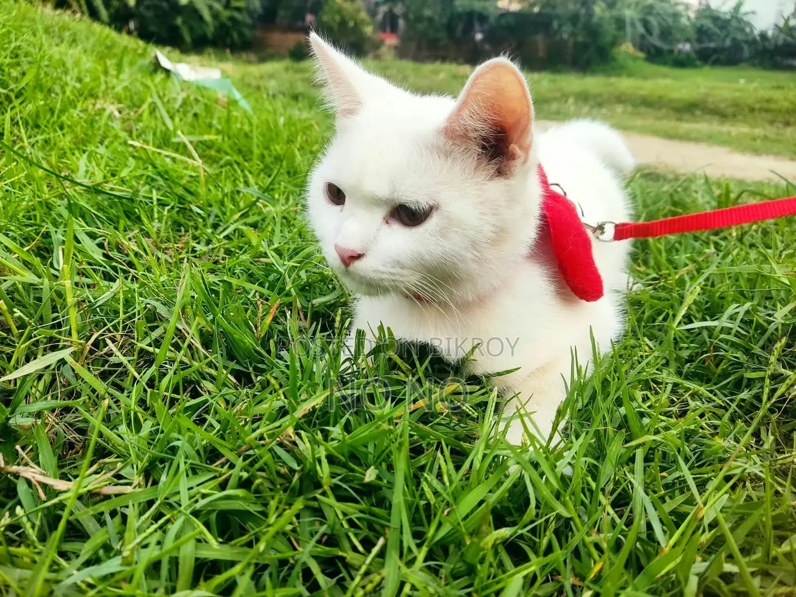 6-12 Months Male Mixed Breed Persian