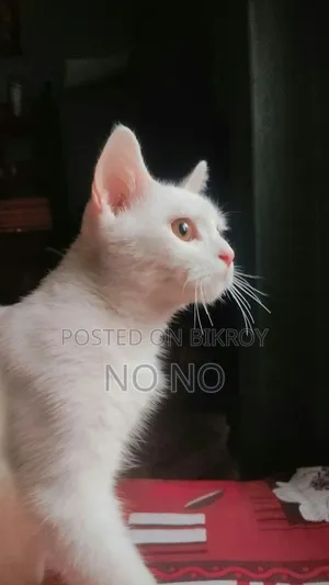 6-12 Months Male Mixed Breed Persian