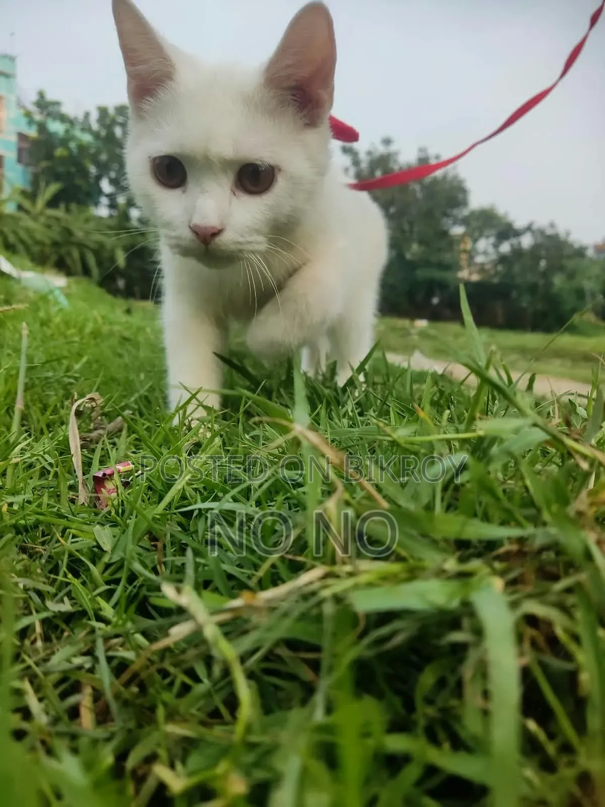6-12 Months Male Mixed Breed Persian