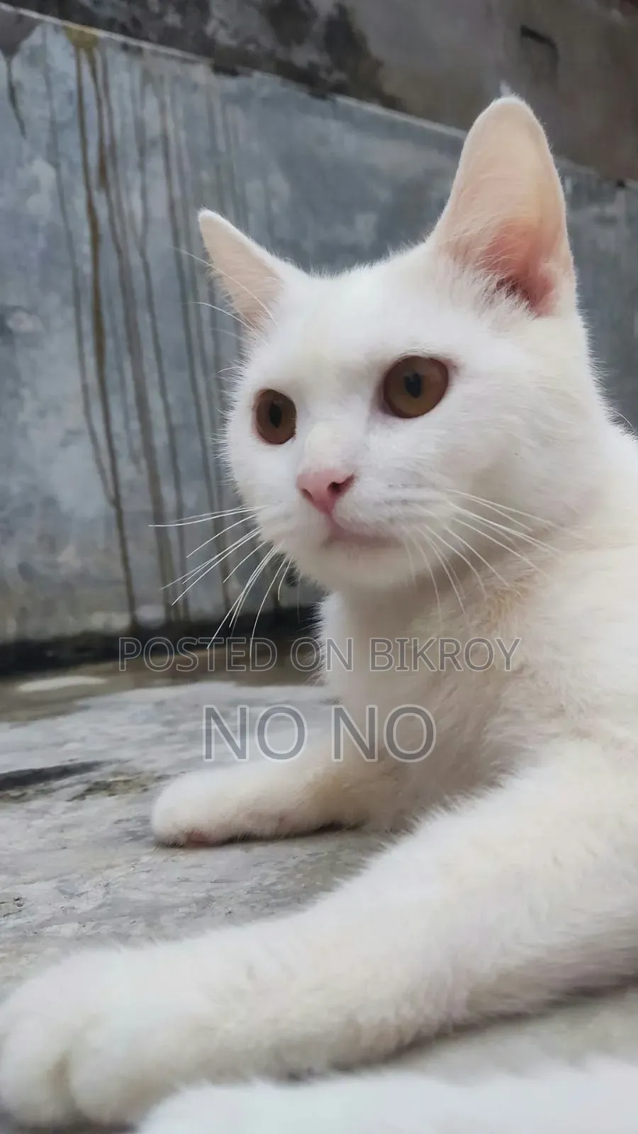 6-12 Months Male Mixed Breed Persian