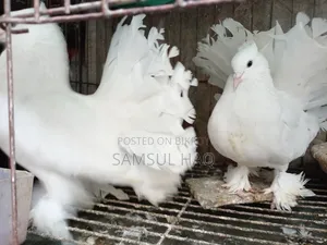 Lakkha Running Pigeon