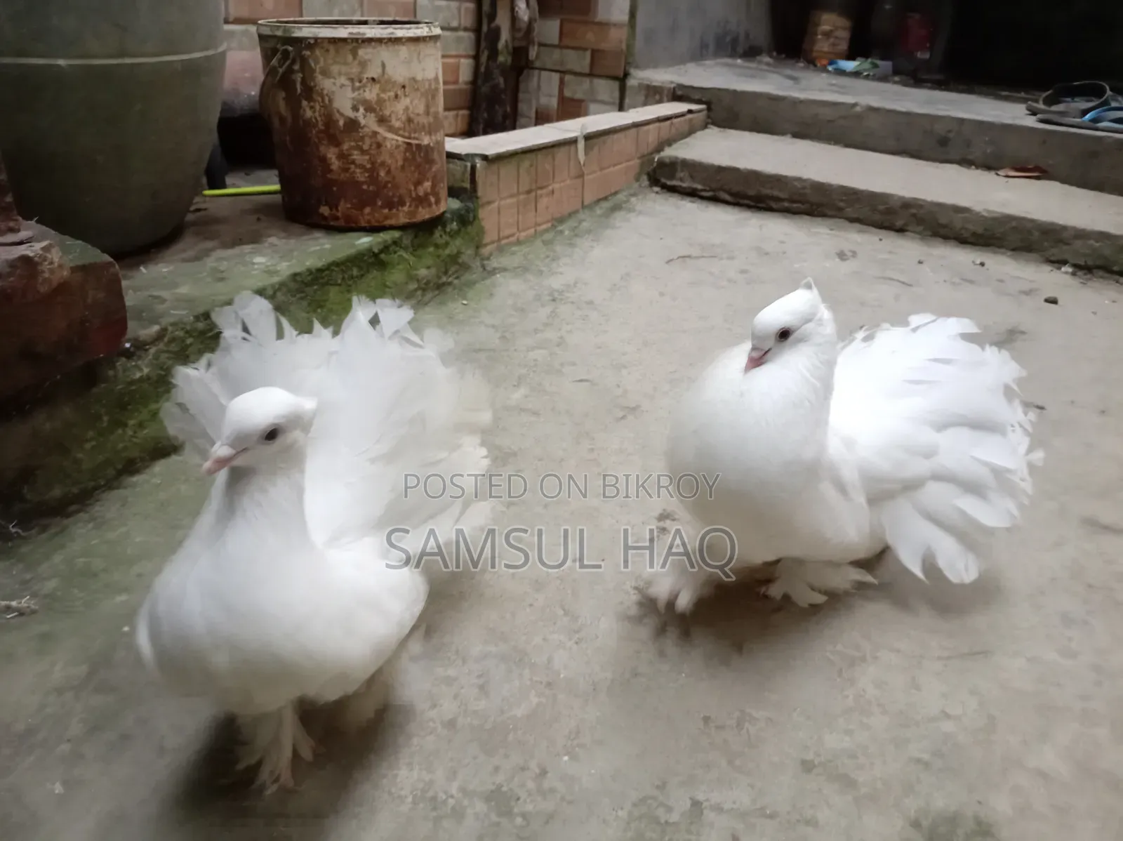 Lakkha Running Pigeon