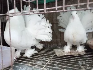 Lakkha Running Pigeon