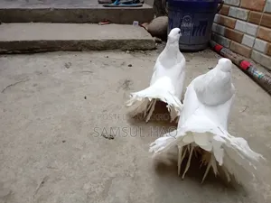Lakkha Running Pigeon