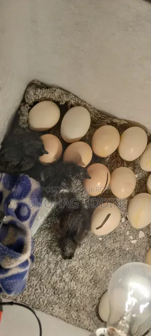 Kadaknath 7-10 Days Old Chicks Are Being Booked