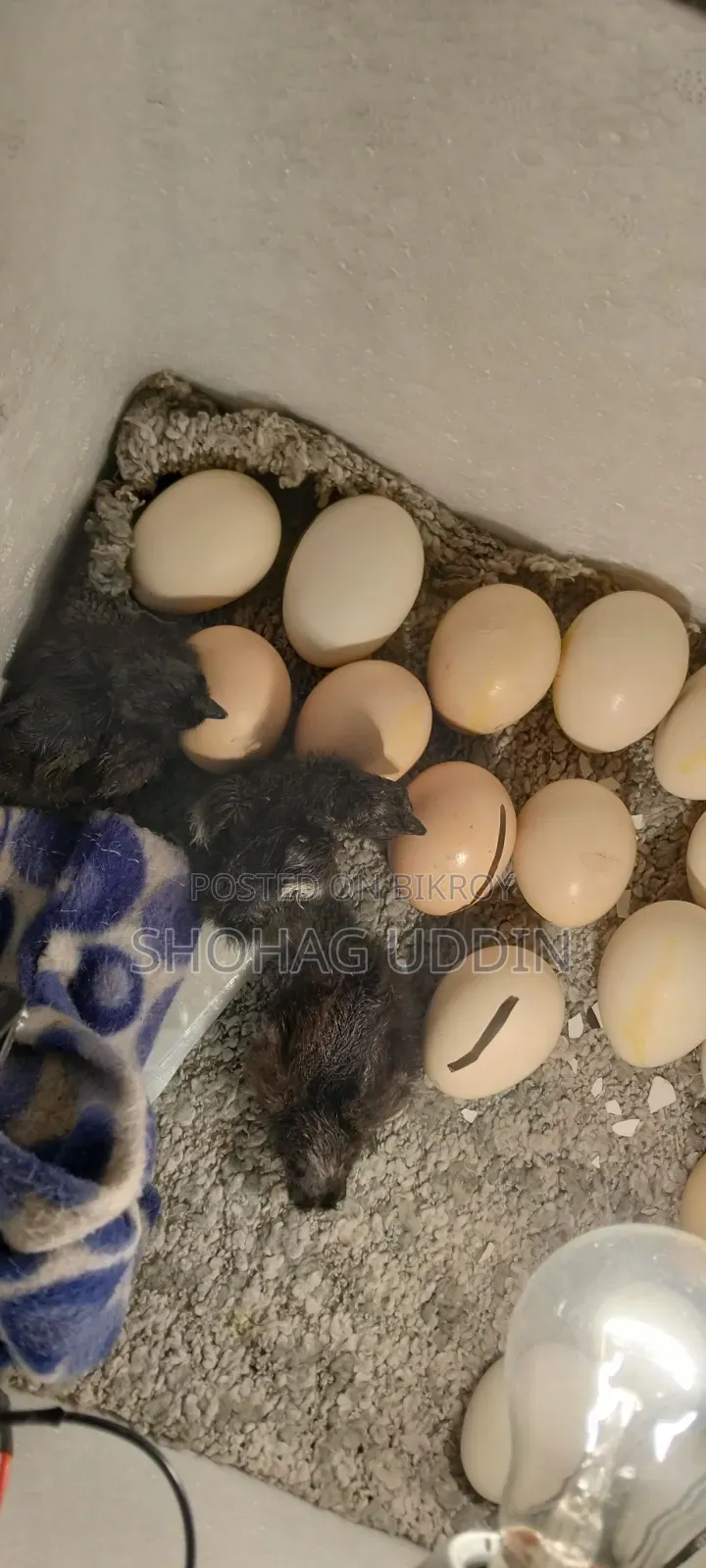 Kadaknath 7-10 Days Old Chicks Are Being Booked