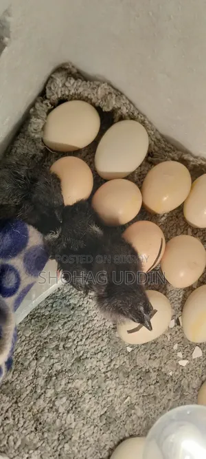 Kadaknath 7-10 Days Old Chicks Are Being Booked