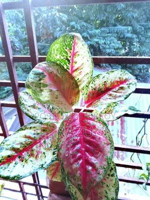 Keep Green to Enhance Home Beauty