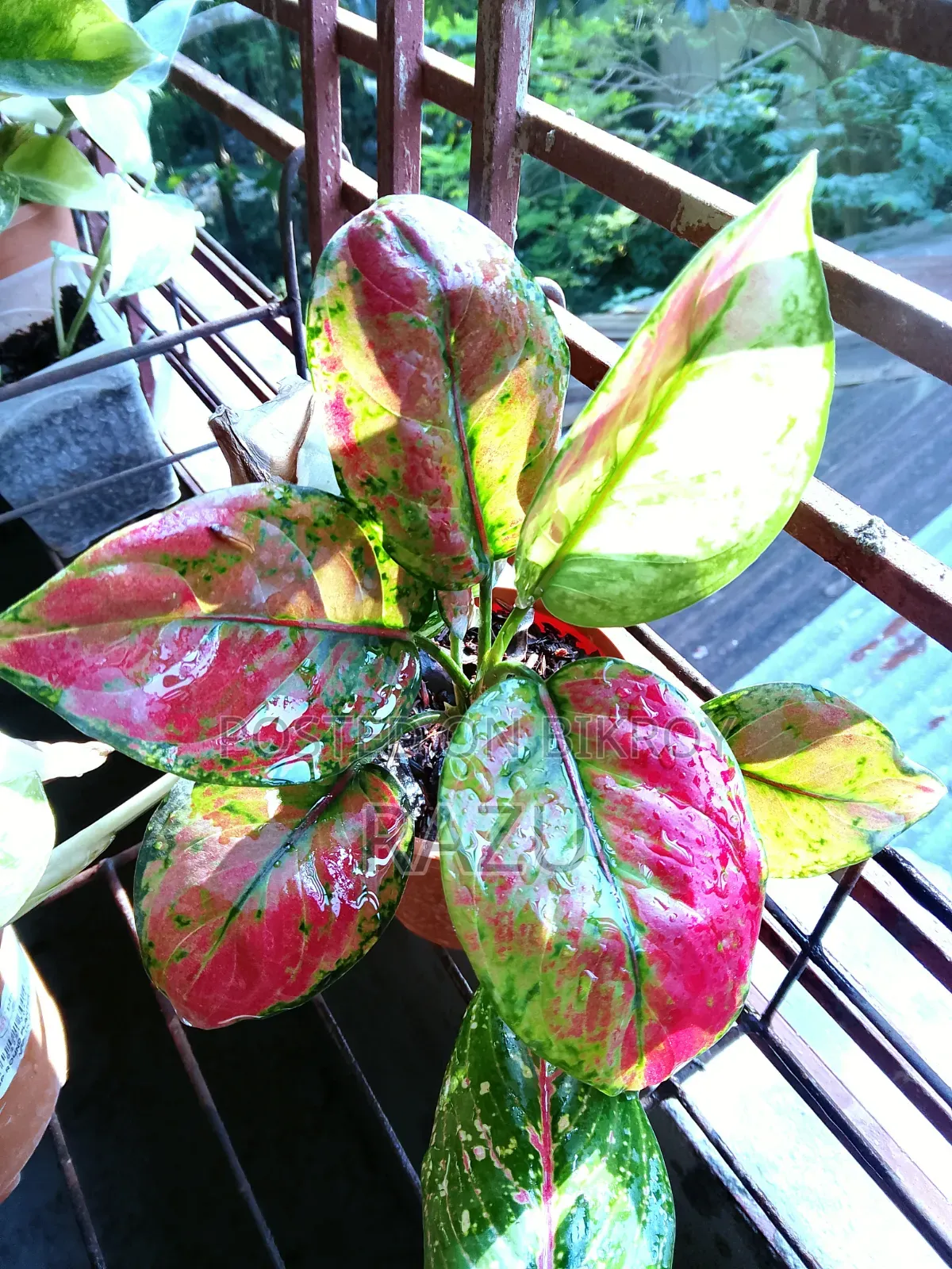 Keep Green to Enhance Home Beauty