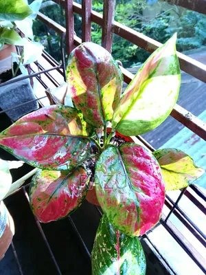 Keep Green to Enhance Home Beauty