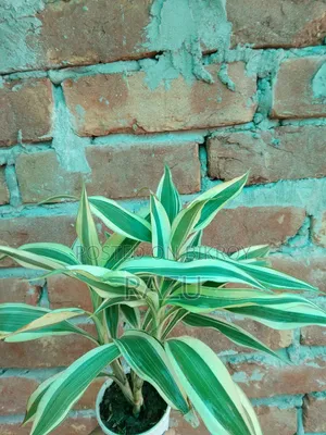 Keep Green to Enhance Home Beauty
