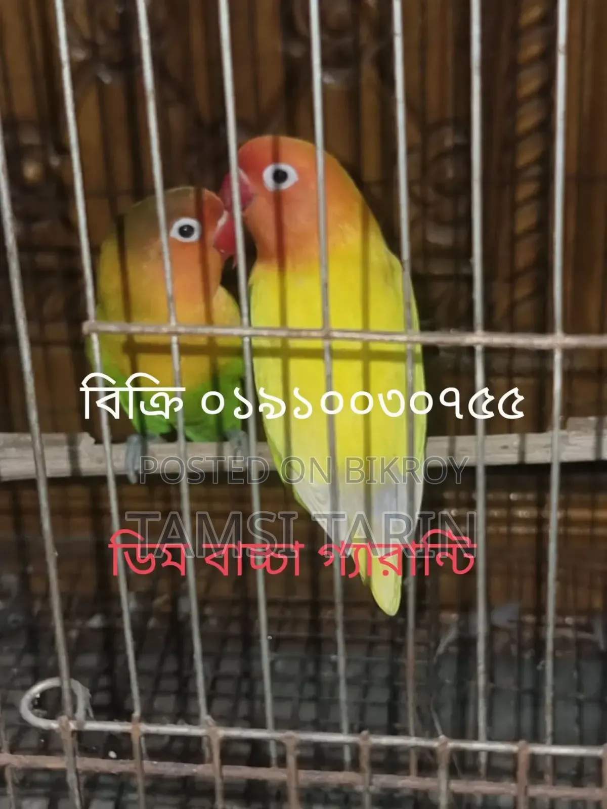 Big Size Lovebird Bird