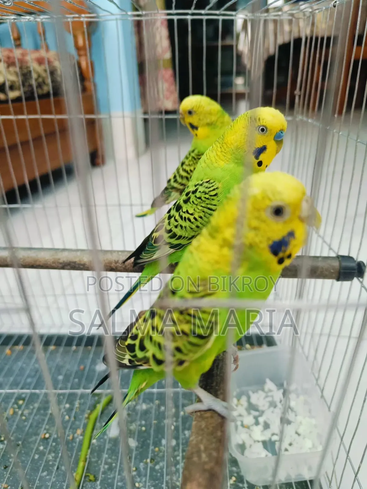 বিক্রির জন্য সুন্দর বাজিগর পাখি