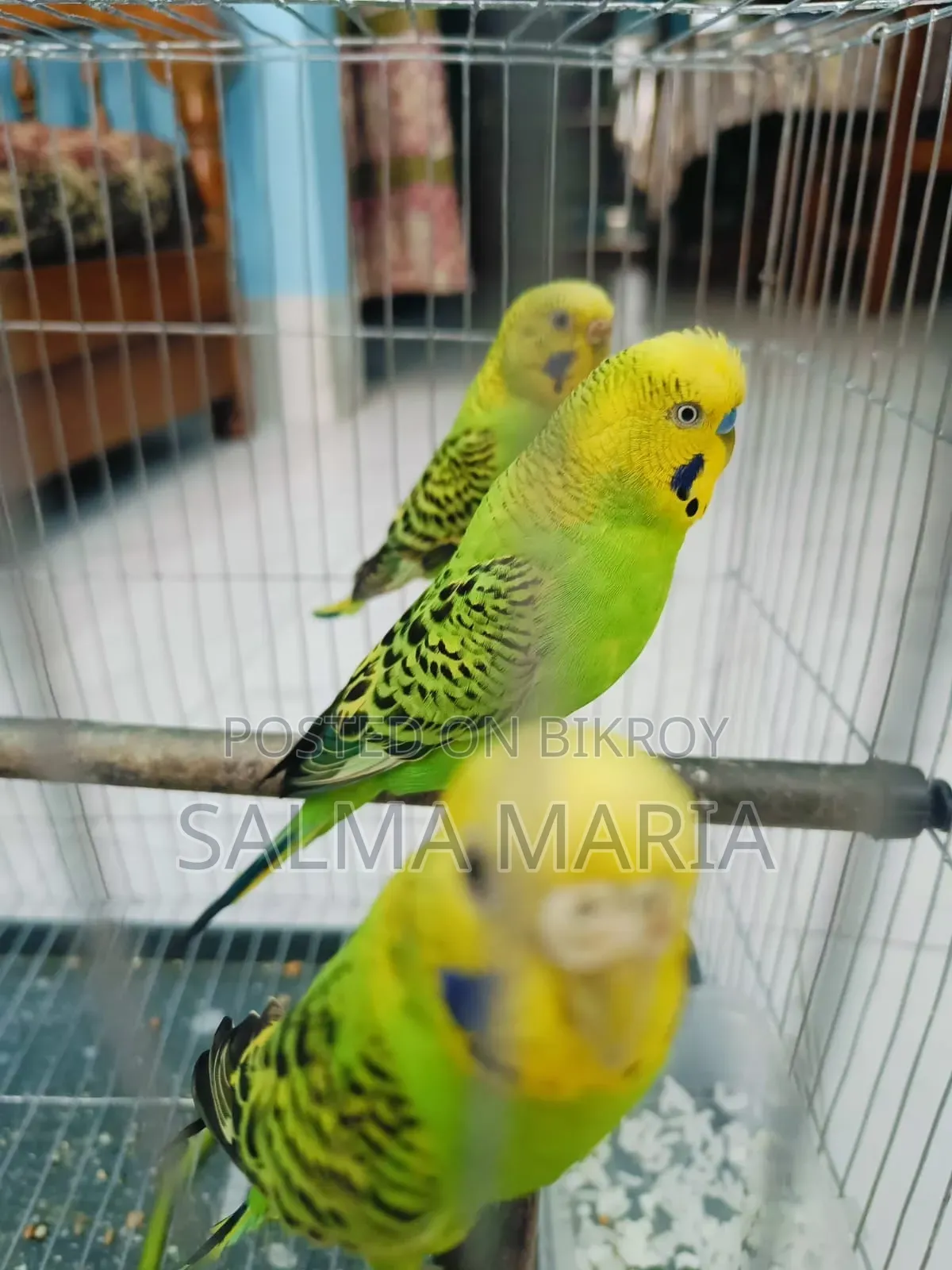 বিক্রির জন্য সুন্দর বাজিগর পাখি