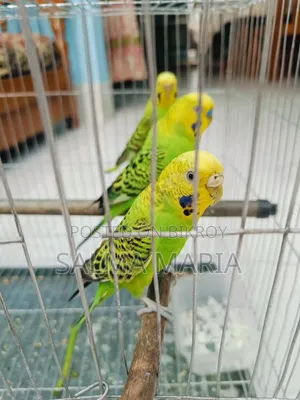 বিক্রির জন্য সুন্দর বাজিগর পাখি