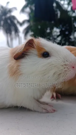  শখের ২টি কিউট গিনিপিগ বিক্রি হবে 