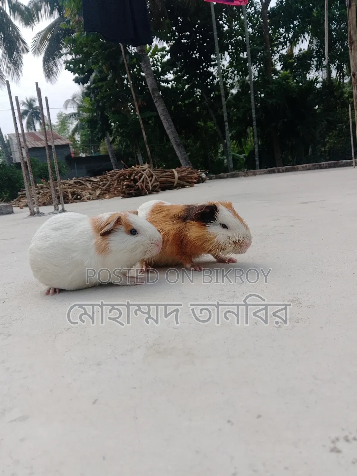  শখের ২টি কিউট গিনিপিগ বিক্রি হবে 