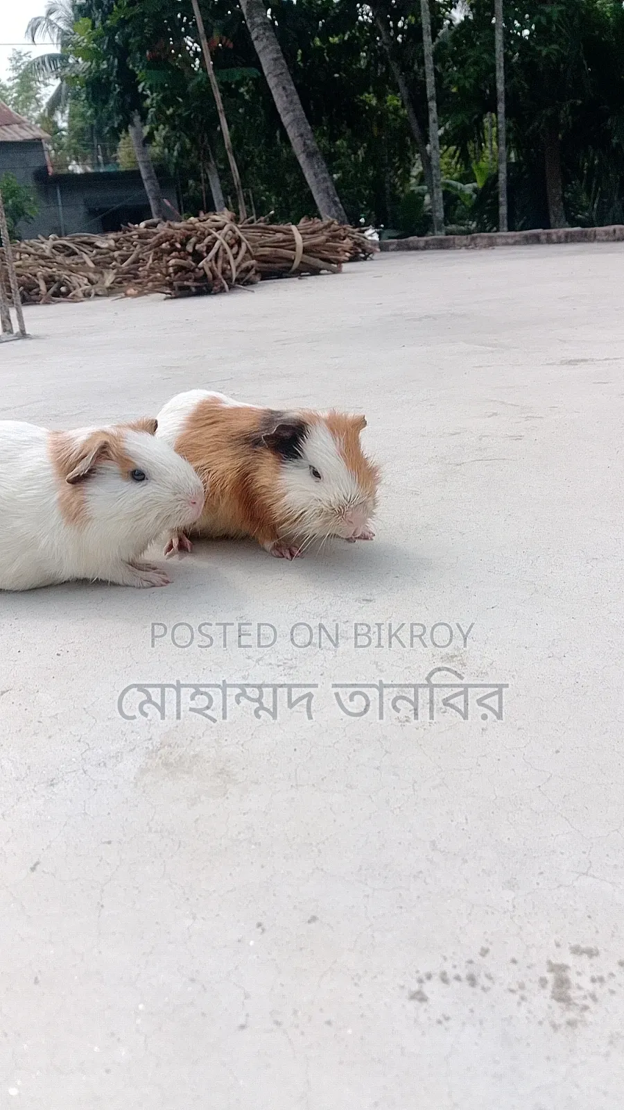  শখের ২টি কিউট গিনিপিগ বিক্রি হবে 