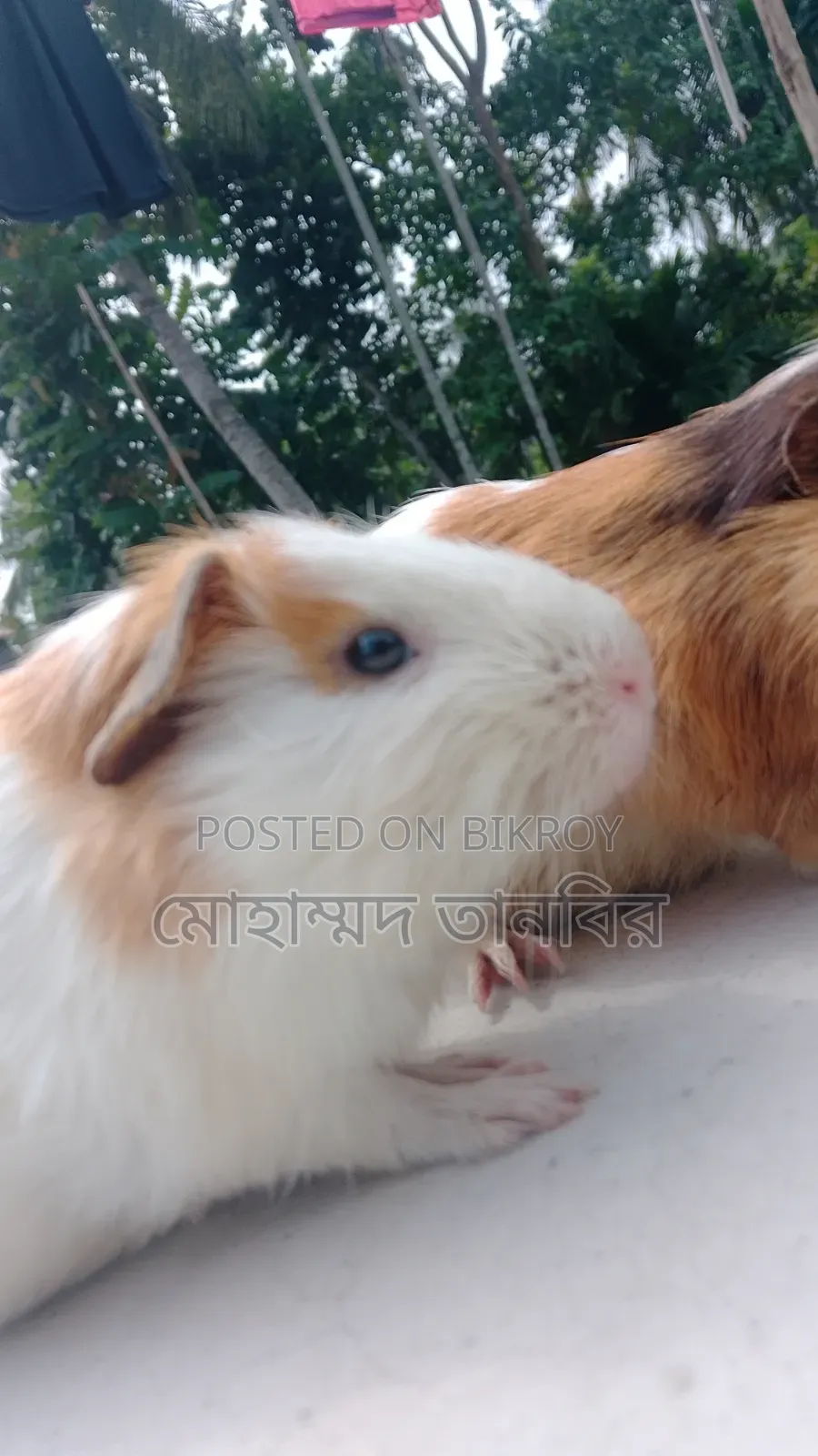  শখের ২টি কিউট গিনিপিগ বিক্রি হবে 