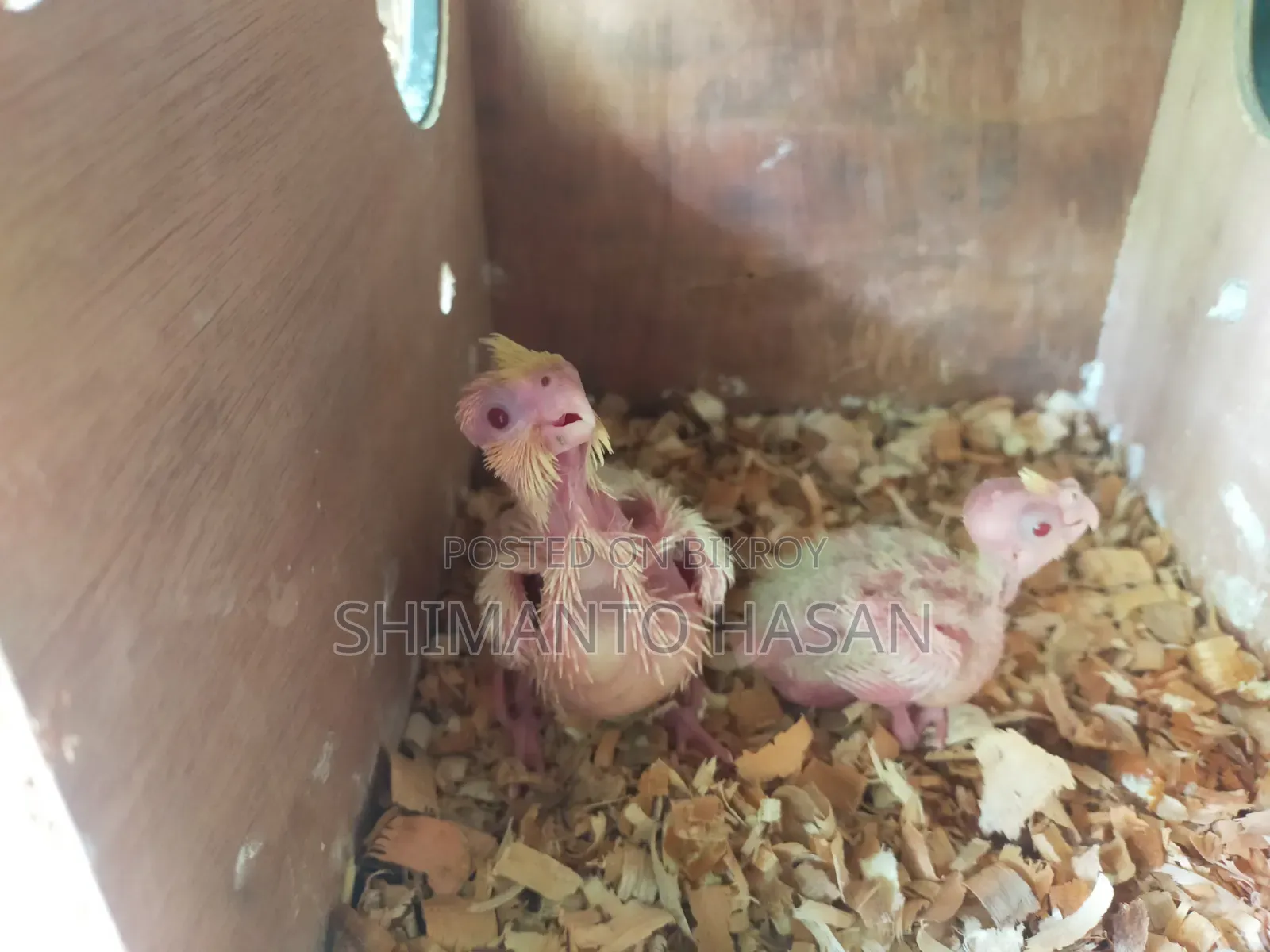 লুটিনো ককটেল বেবি